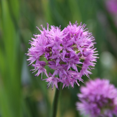 Allium carolinianum