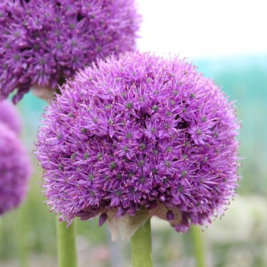 Allium 'His Excellency'