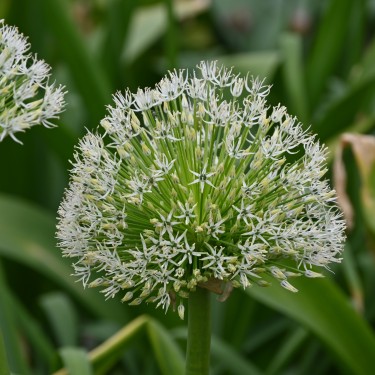 Allium rosenbachianum 'White Empress'