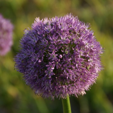 Allium 'World Cup'