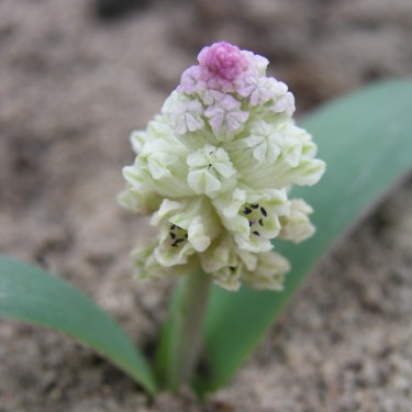 Bellevalia crassa 