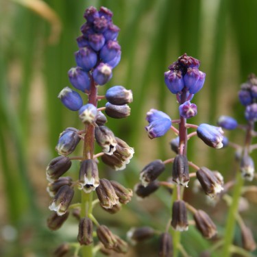 Bellevalia dubia