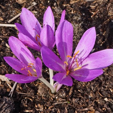 Colchicum tenorii