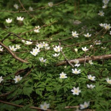 Anemone nemorosa Anemone nemorosa