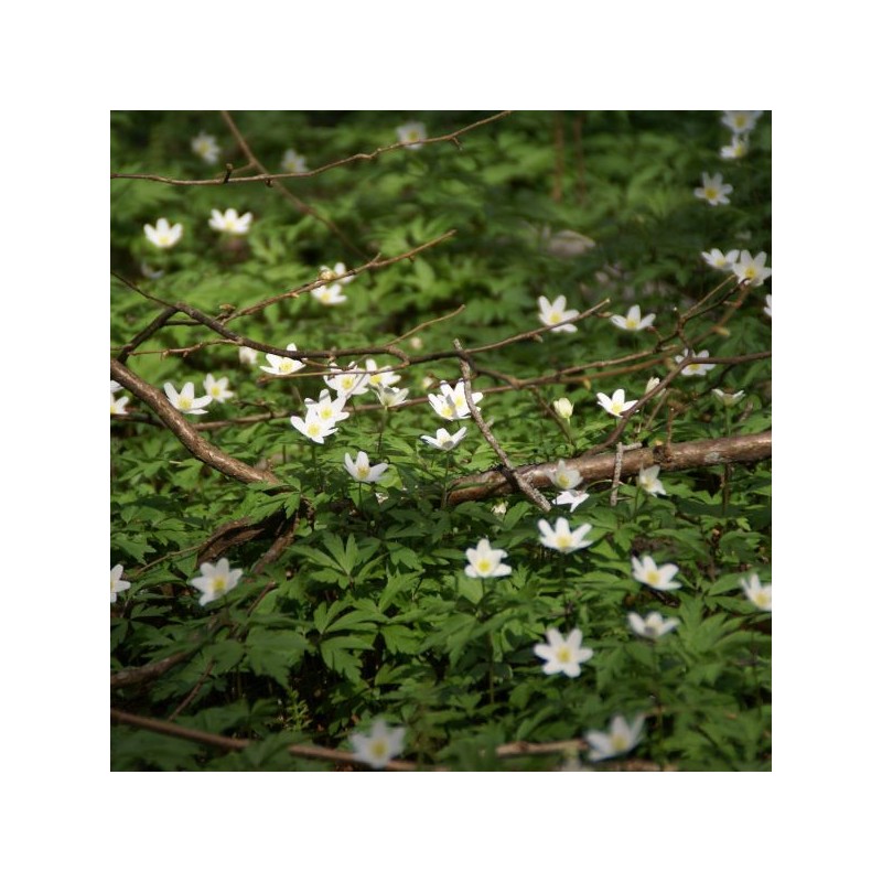 Anemone nemorosa Anemone nemorosa