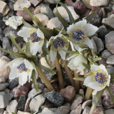 Eranthis pinnatifida