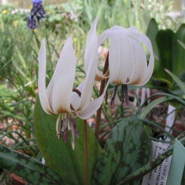 Erythronium dens-canis var. niveum