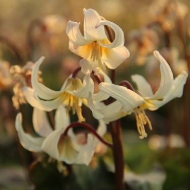 Erythronium x revolutum 'Moonlight Serenade'