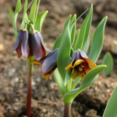 Fritillaria pinardii