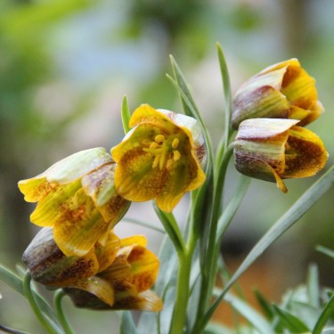 Fritillaria crassifolia subsp. kurdica