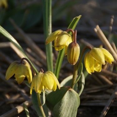 Fritillaria glauca 'Sunray'