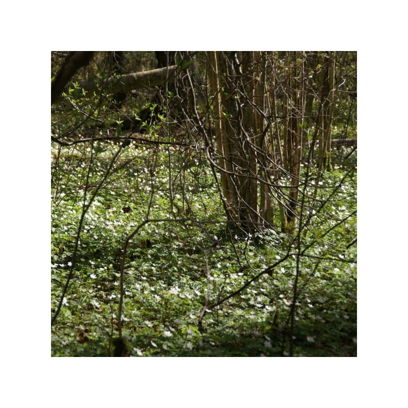 Anemone nemorosa Anemone nemorosa