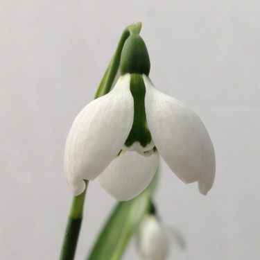 Galanthus 'Bo Bette' 