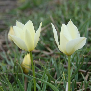 Tulipa batalinii