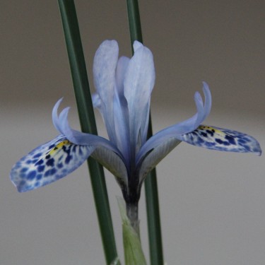 Iris histrio var. aintabensis