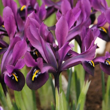 Iris histrioides 'George'