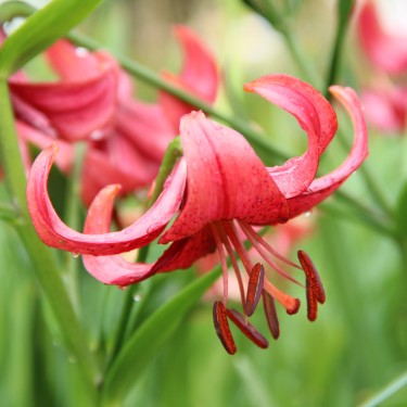 Lilium 'Eurydice'