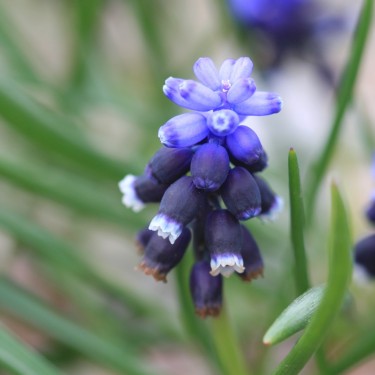 Muscari discolor