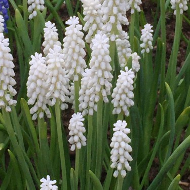 Muscari botryoides 'Album'