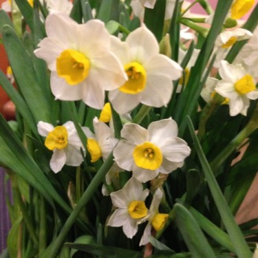 Narcissus tazetta 'Chinese Sacred Lily'