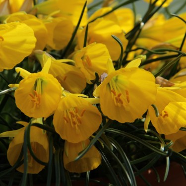 Narcissus 'Diamond Ring'