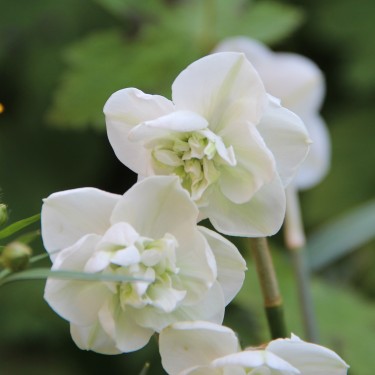 Narcissus 'Frou-Frou'