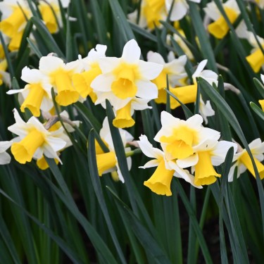 Narcissus 'Golden Echo'/