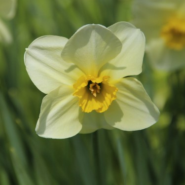 Narcissus 'Green Howard'