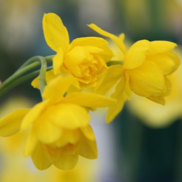 Narcissus jonquilla 'Flore Pleno'