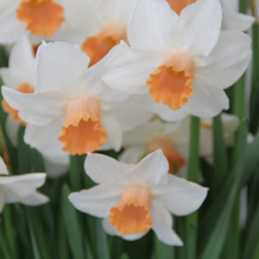 Narcissus 'Kaydee'