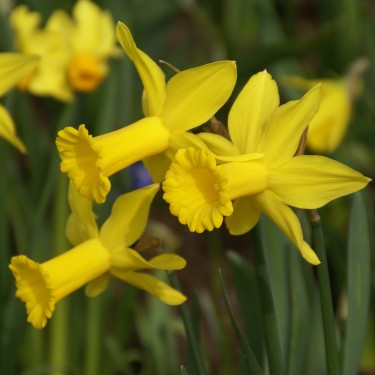 Narcissus 'Peeping Tom'