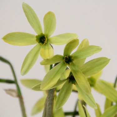 Narcissus viridiflorus I