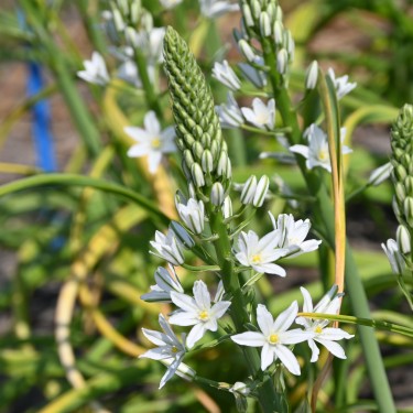 Ornithogalum pyramidale