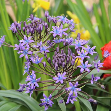 Scilla peruviana