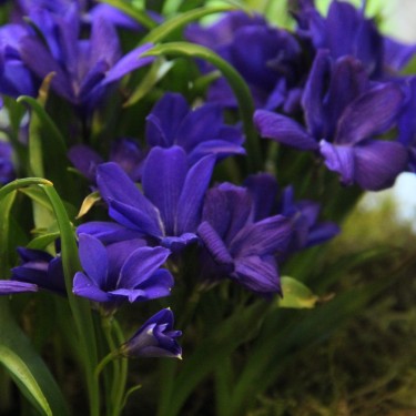 Tecophilaea cyanocrocus 'Violacea'