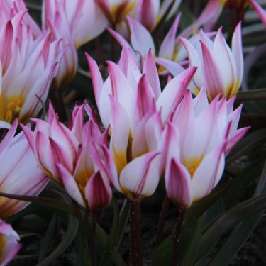 Tulipa cretica 'Heraklion'