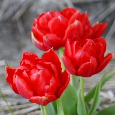 Tulipa 'Scarlet Cardinal'