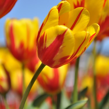 Tulipa 'Miss Ellen Moore'