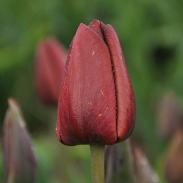 Tulipa 'General Ney'