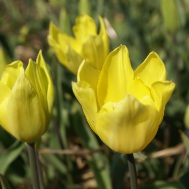 Tulipa gesneriana L 'Lutea'