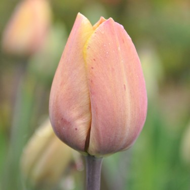 Tulipa 'Jaune d'Oef'