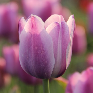 Tulipa 'La Douceur'