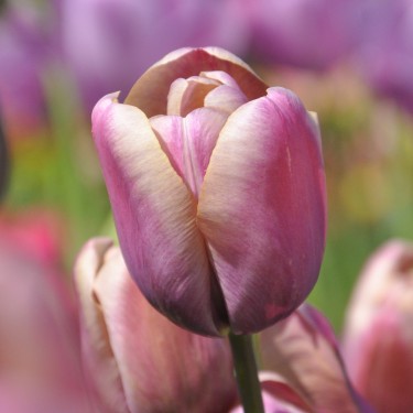 Tulipa 'Marie Louise'
