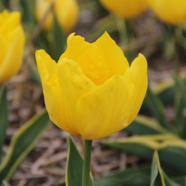 Tulipa 'Mon Tresor' -bont loof-