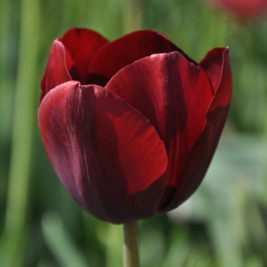 Tulipa 'Maroccan Beauty'