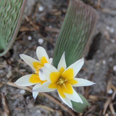 Tulipa regellii