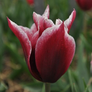 Tulipa 'La Remarquable'