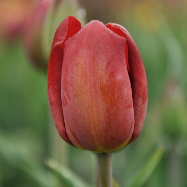 Tulipa 'Samuel Barlow'