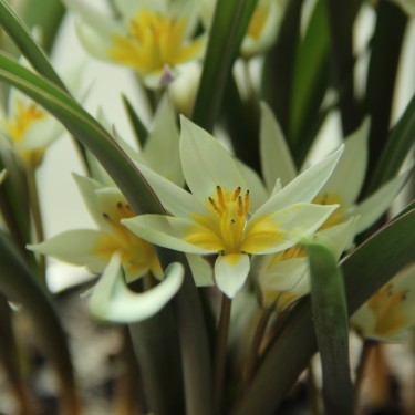 Tulipa sogdiana