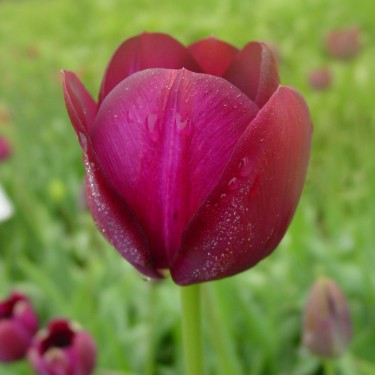 Tulipa 'Bessie'